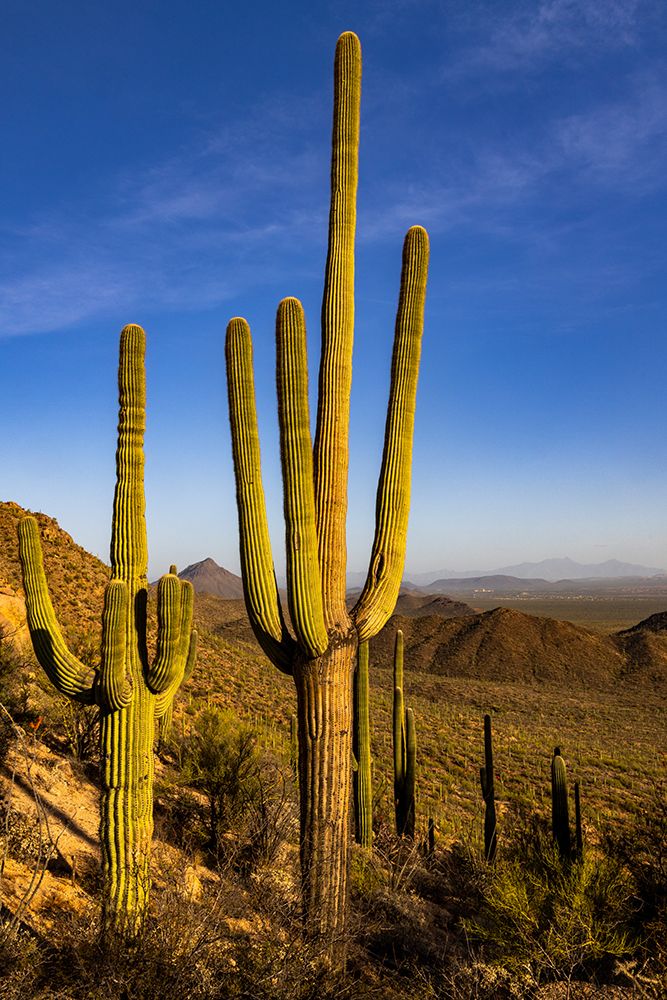 Saguaro Cactus along the Hugh Norris Trail in Saguaro National Park in Tucson-Arizona-USA